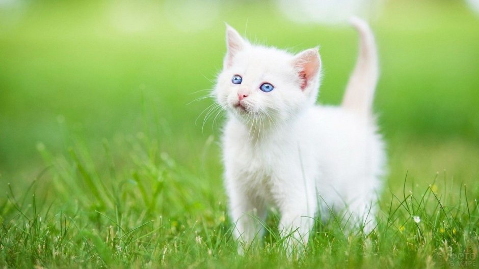 Милые мордочки котят