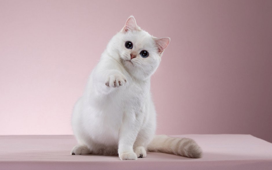 Полу британский кот