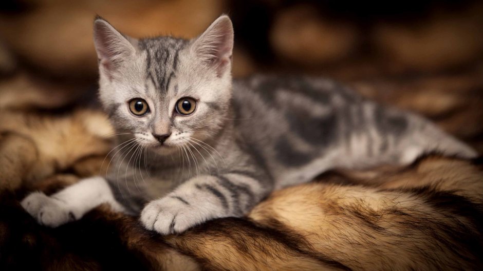 Белая кошка с зелеными глазами