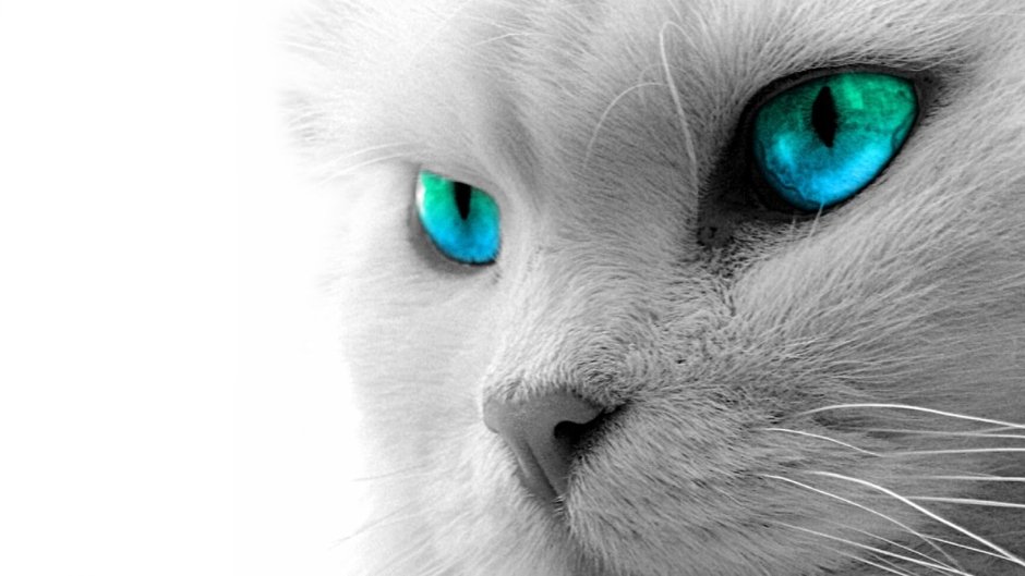 Турецкая ангора кошка короткошерстная