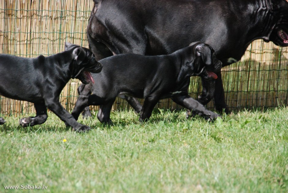 Кане Корсо и риджбек