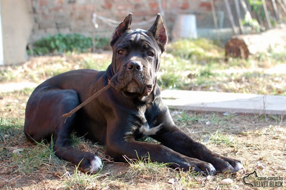 Кане Корсо и ротвейлер