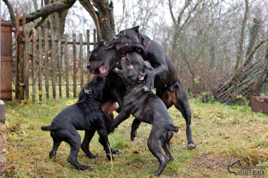 Кане Корсо ЗКС