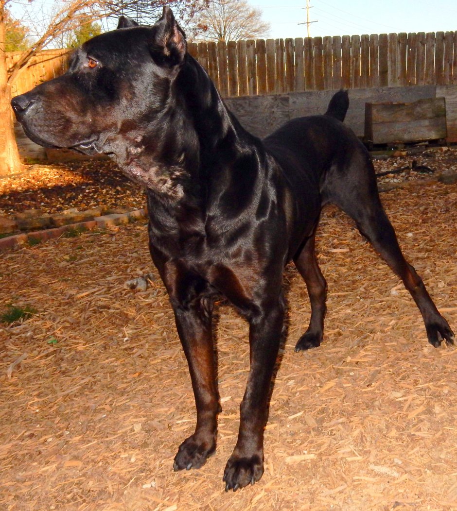 Кане Корсо и Доберман