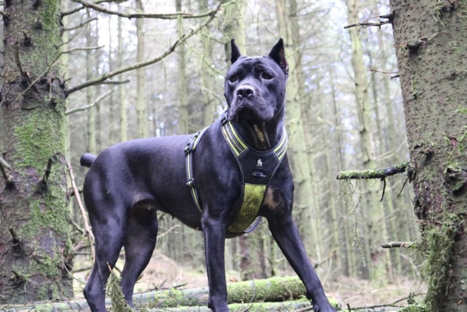 Помесь добермана и Кане Корсо