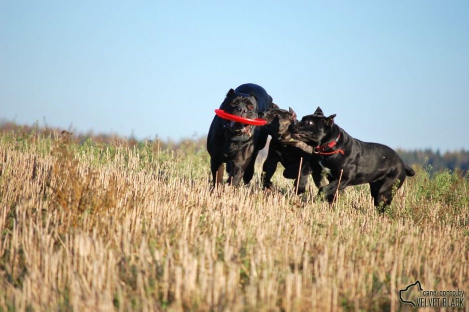 Кане Корсо и Доберман