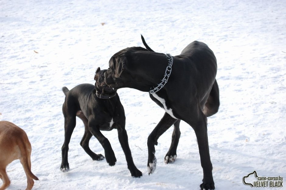 Немецкий дог и Кане Корсо