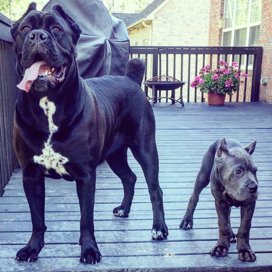 Кане Корсо и Доберман