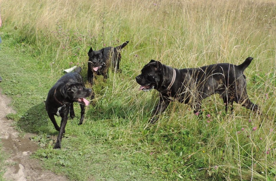 Кане Корсо и Доберман