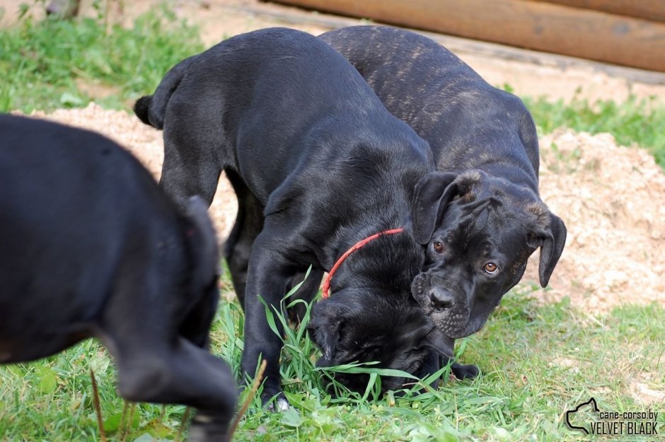 Кане Корсо и Доберман