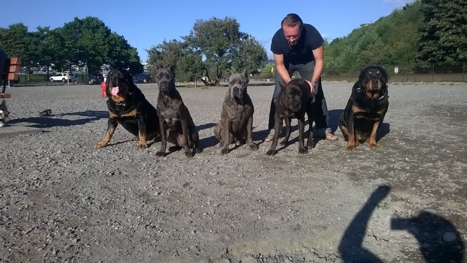 Кане Корсо vs ротвейлер