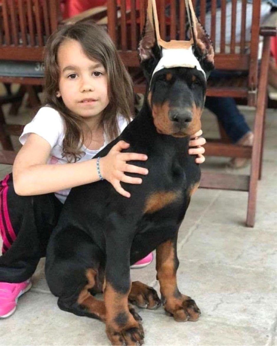 Доберман щенок