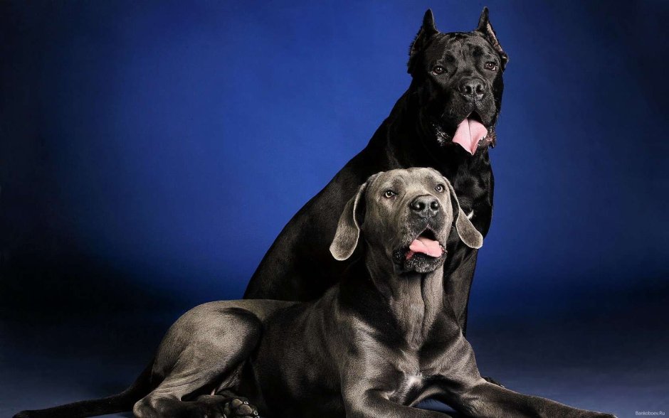 Немецкий дог и Кане Корсо фото