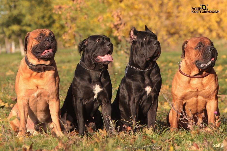 Бурбуль и Кане Корсо