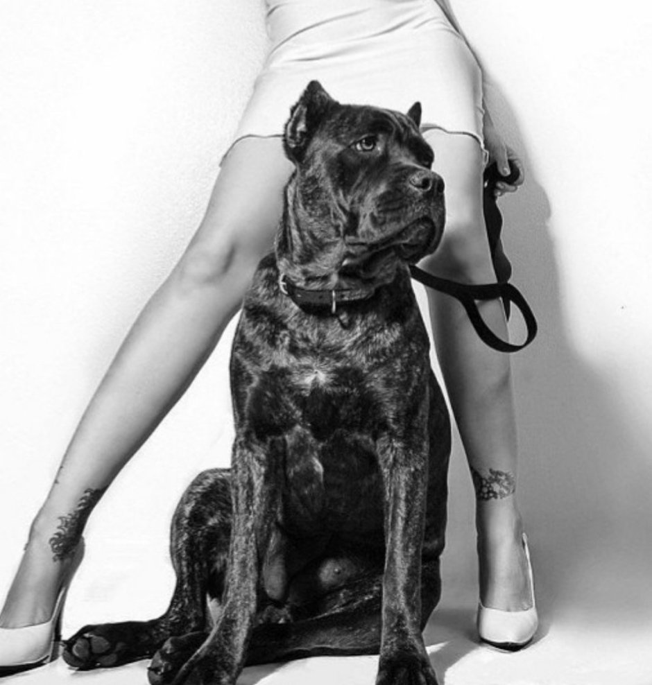 Девушка с большой собакой