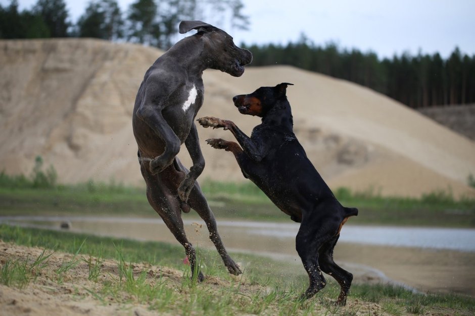 Немецкий дог и Доберман