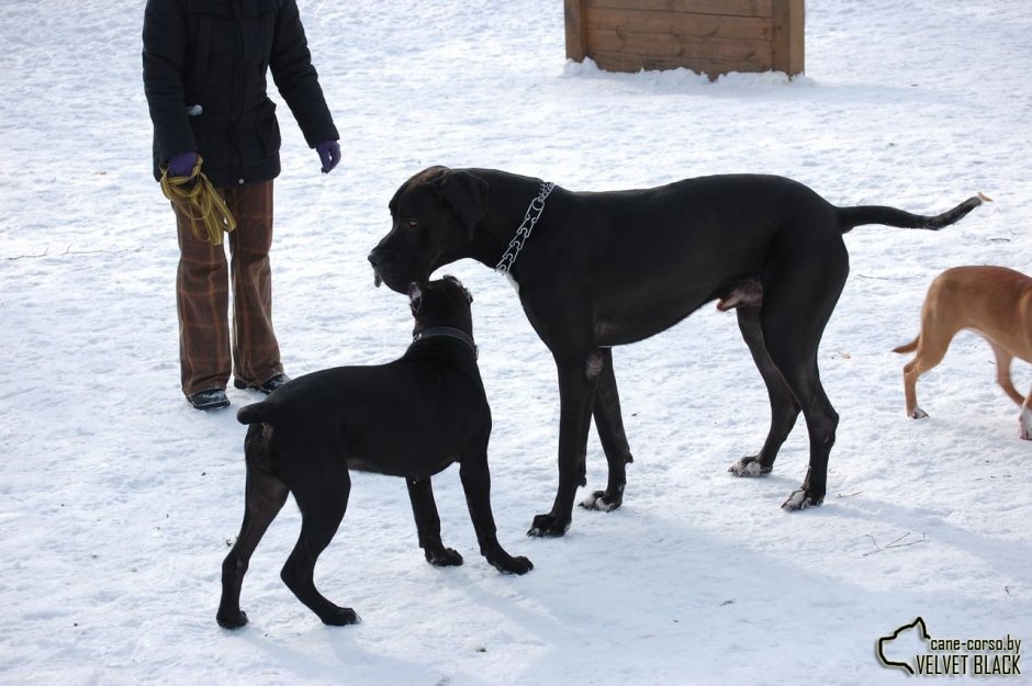 Кане Корсо щенок 5 месяцев