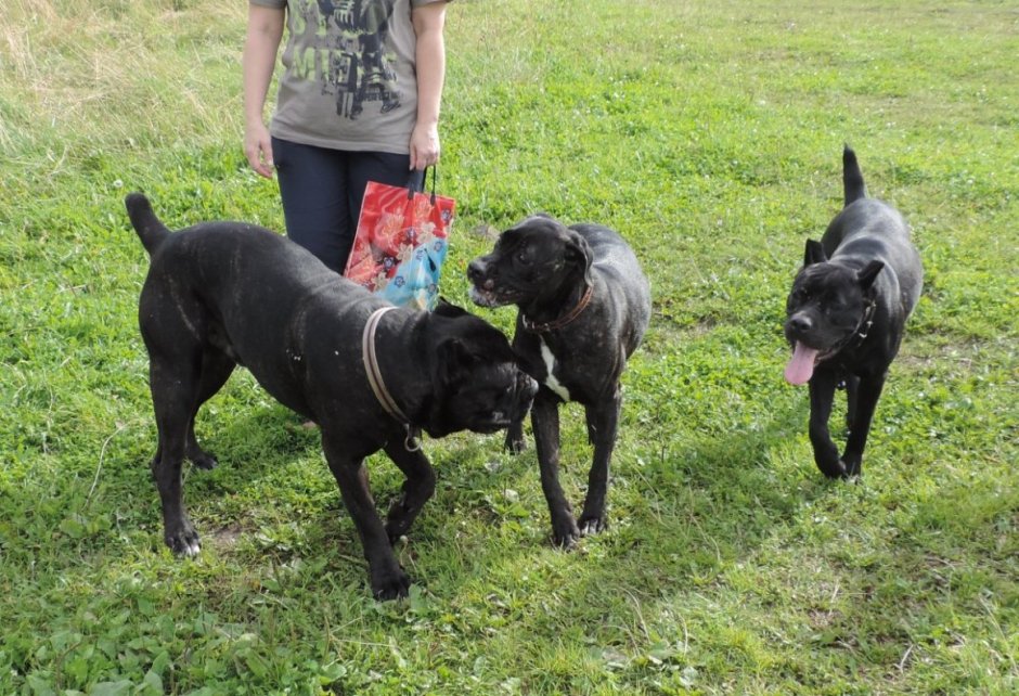 Кане Корсо и ротвейлер