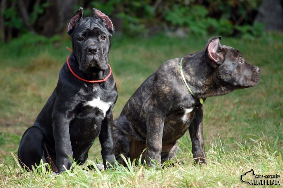 Кане Корсо и боксер