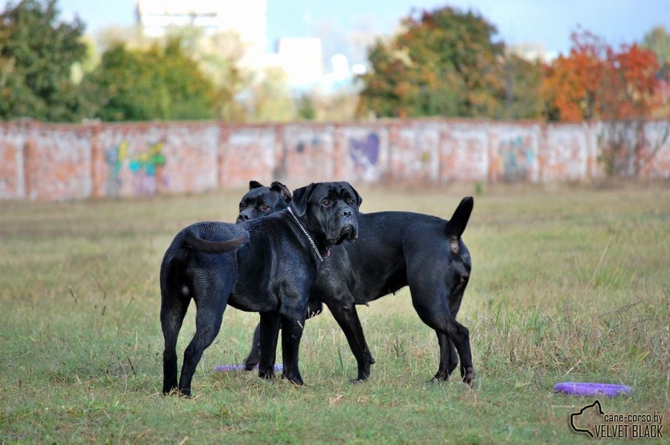 Кане Корсо и Доберман