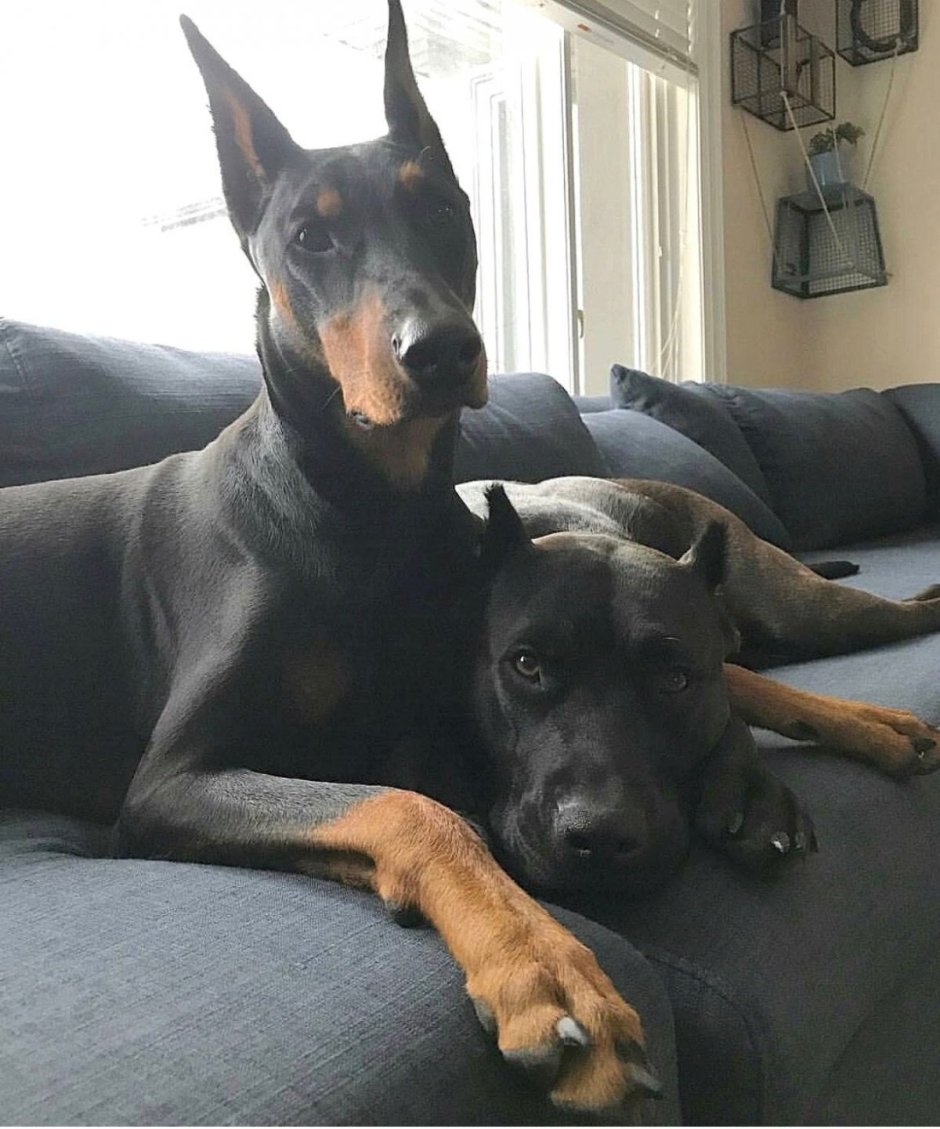 Бойцовская собака Кане Корсо