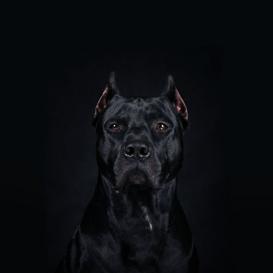 Кане Корсо и Йорк