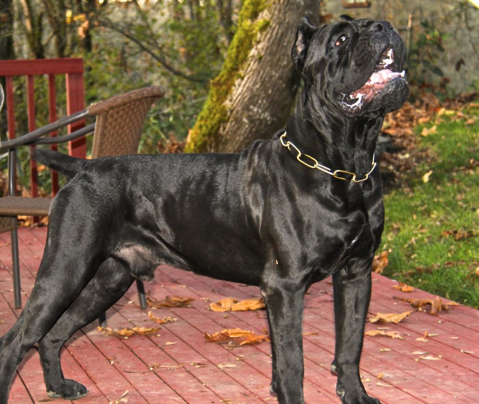 Метис добермана и Кане Корсо