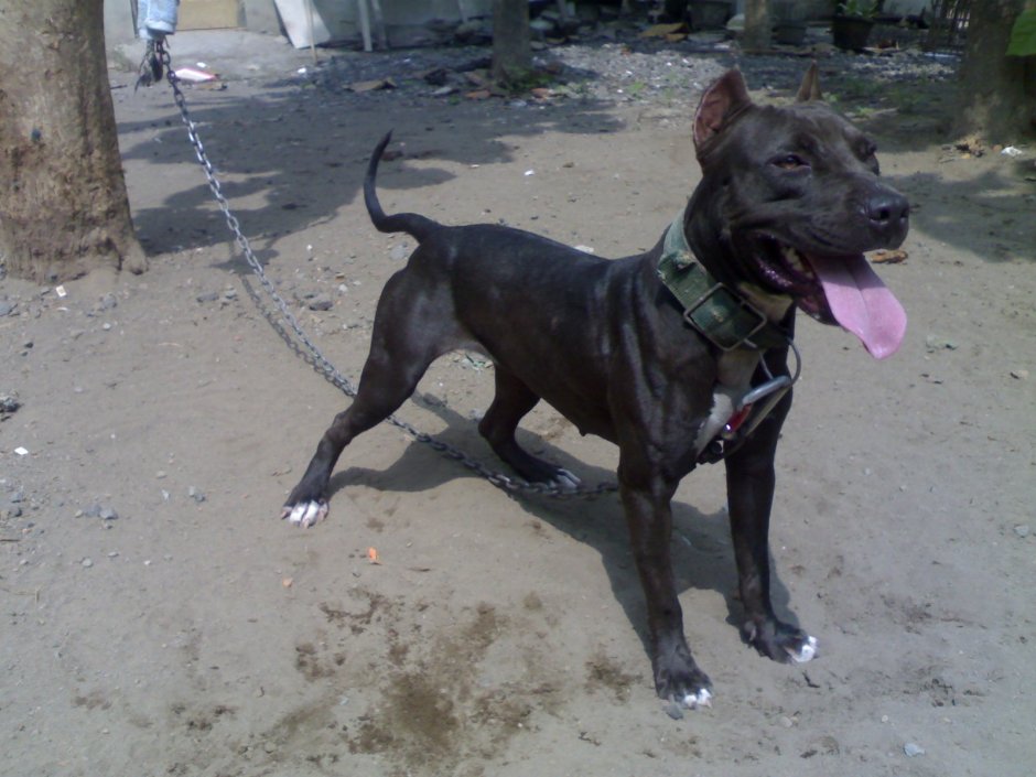 Метис Кане Корсо