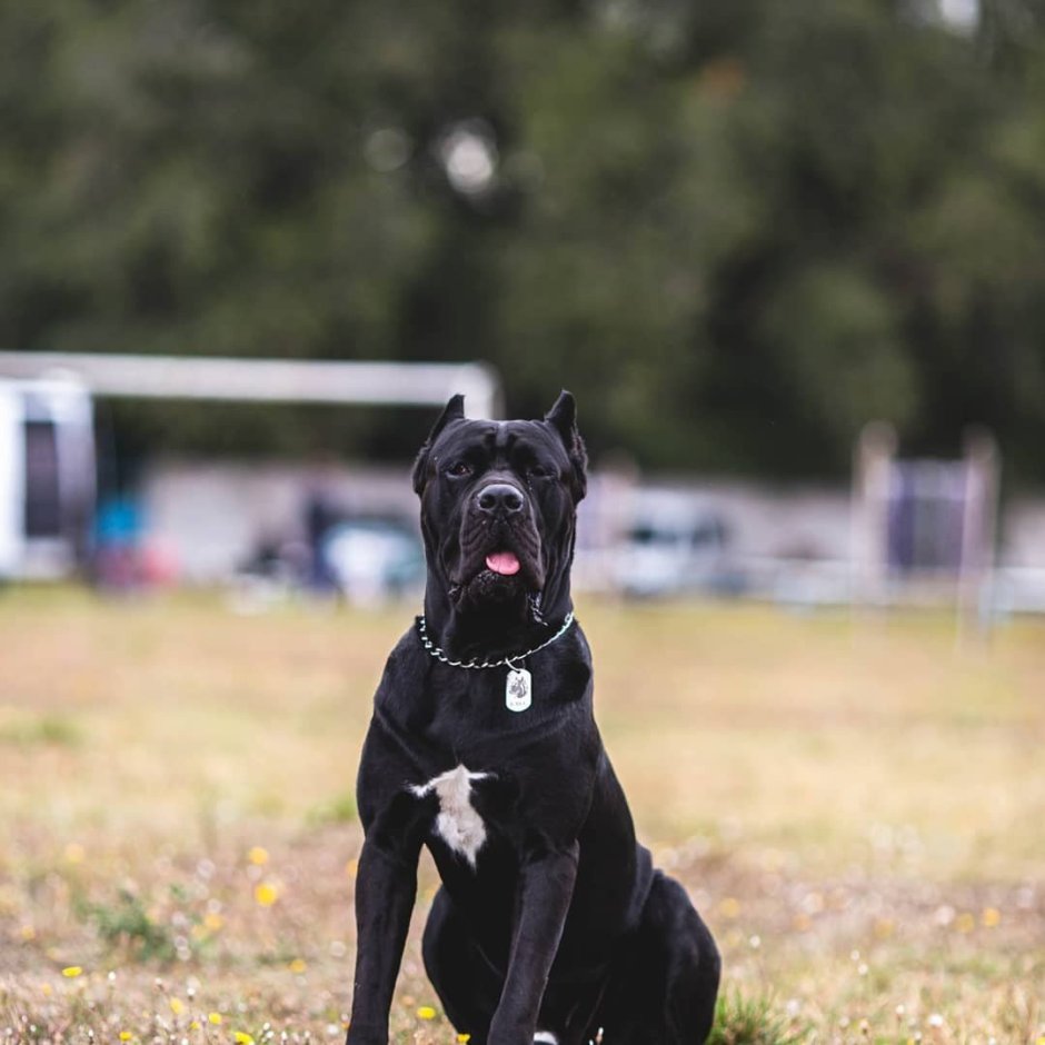 Смесь добермана и Кане Корсо