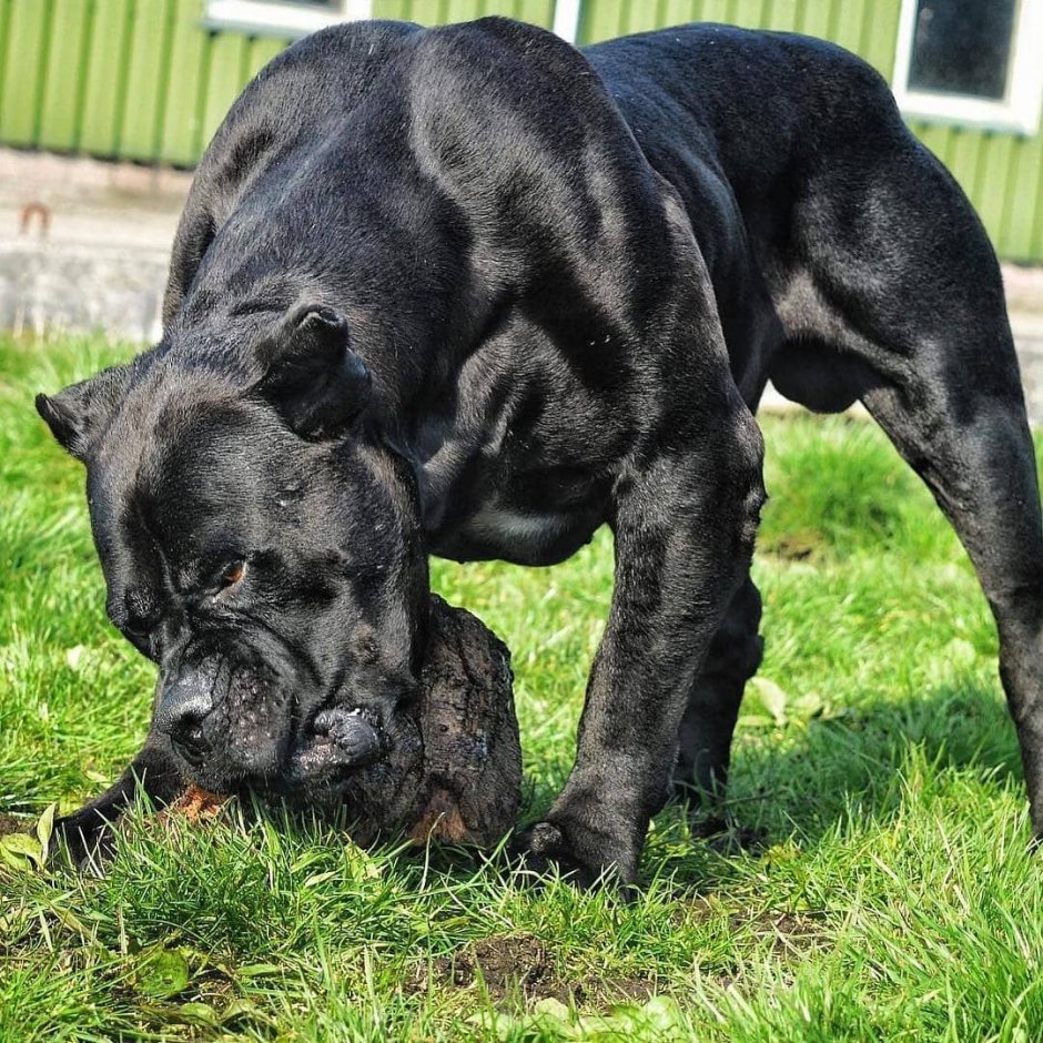 Кане Корсо и дог