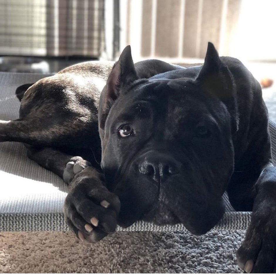 Бульмастиф и Кане Корсо