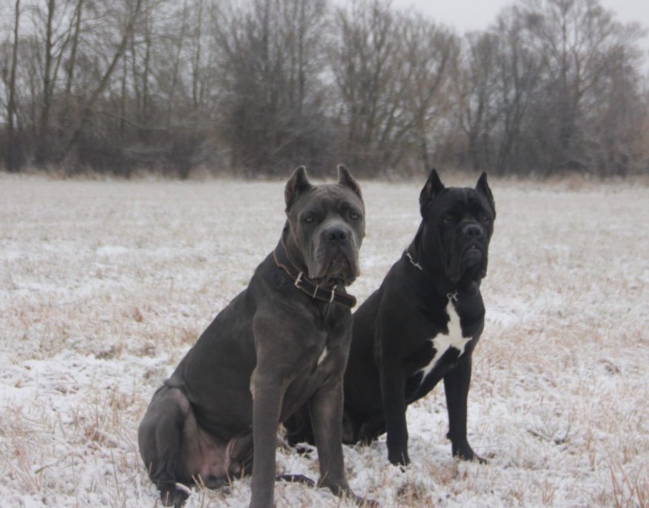 Кане Корсо Маркус