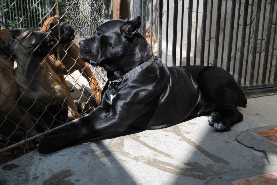 Кане Корсо и Доберман