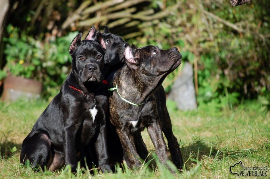 Кане Корсо и стаффордширский