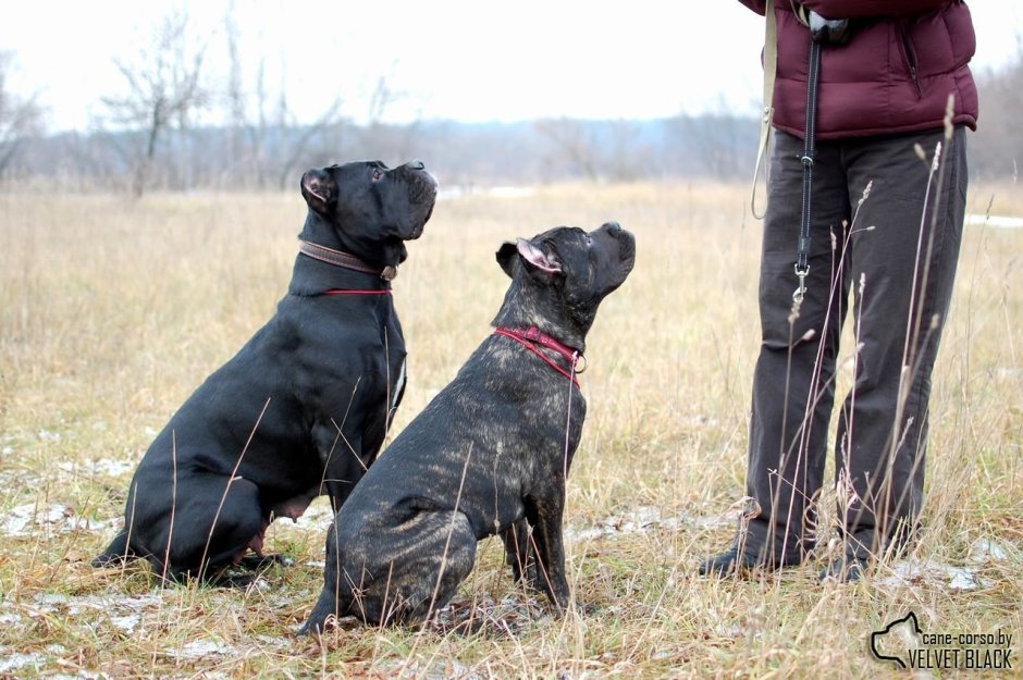 Кане Корсо и Доберман