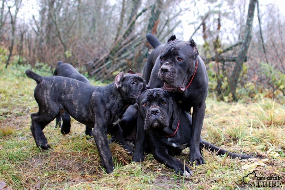 Кане Корсо рост