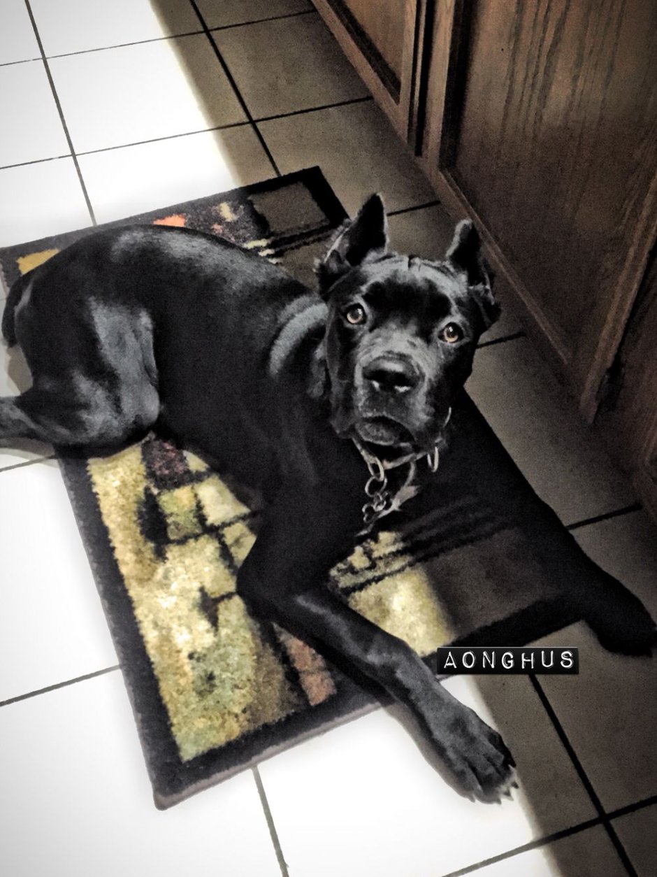 Смесь Кане Корсо и алабая