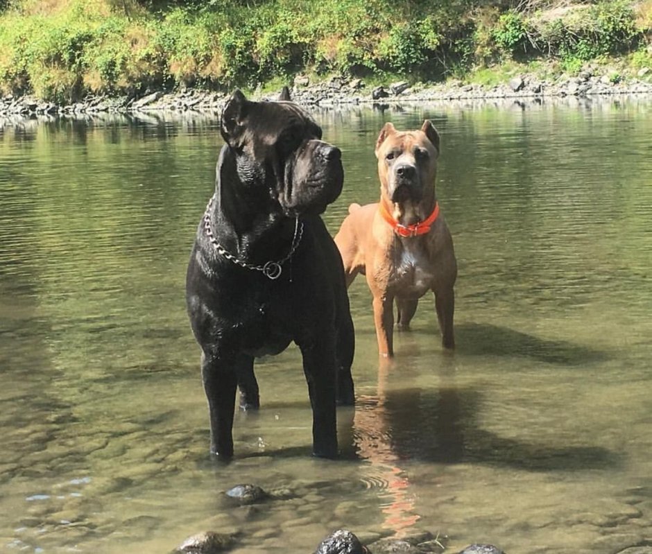 Кане Корсо и ротвейлер