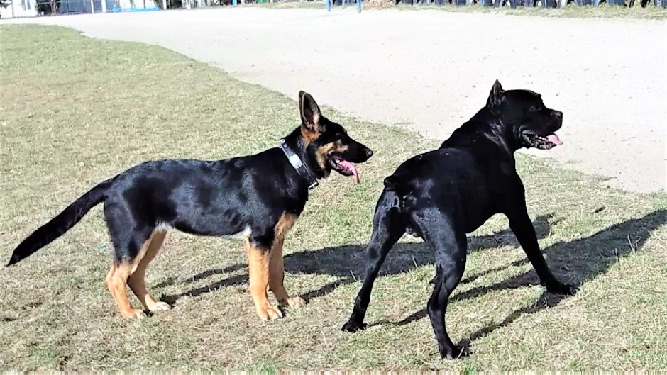 Немецкий дог гигантский Джордж