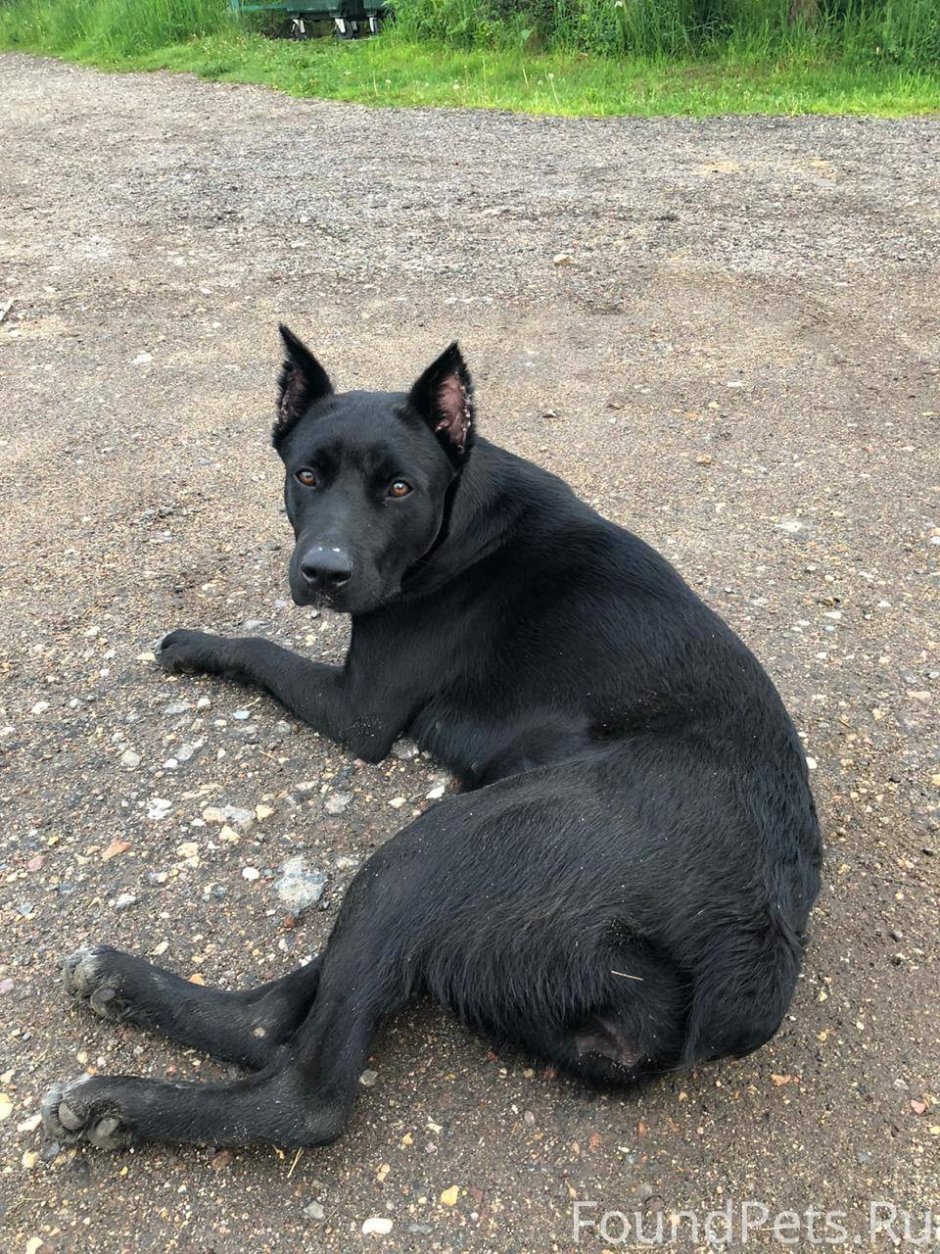 Кане корсо и доберман