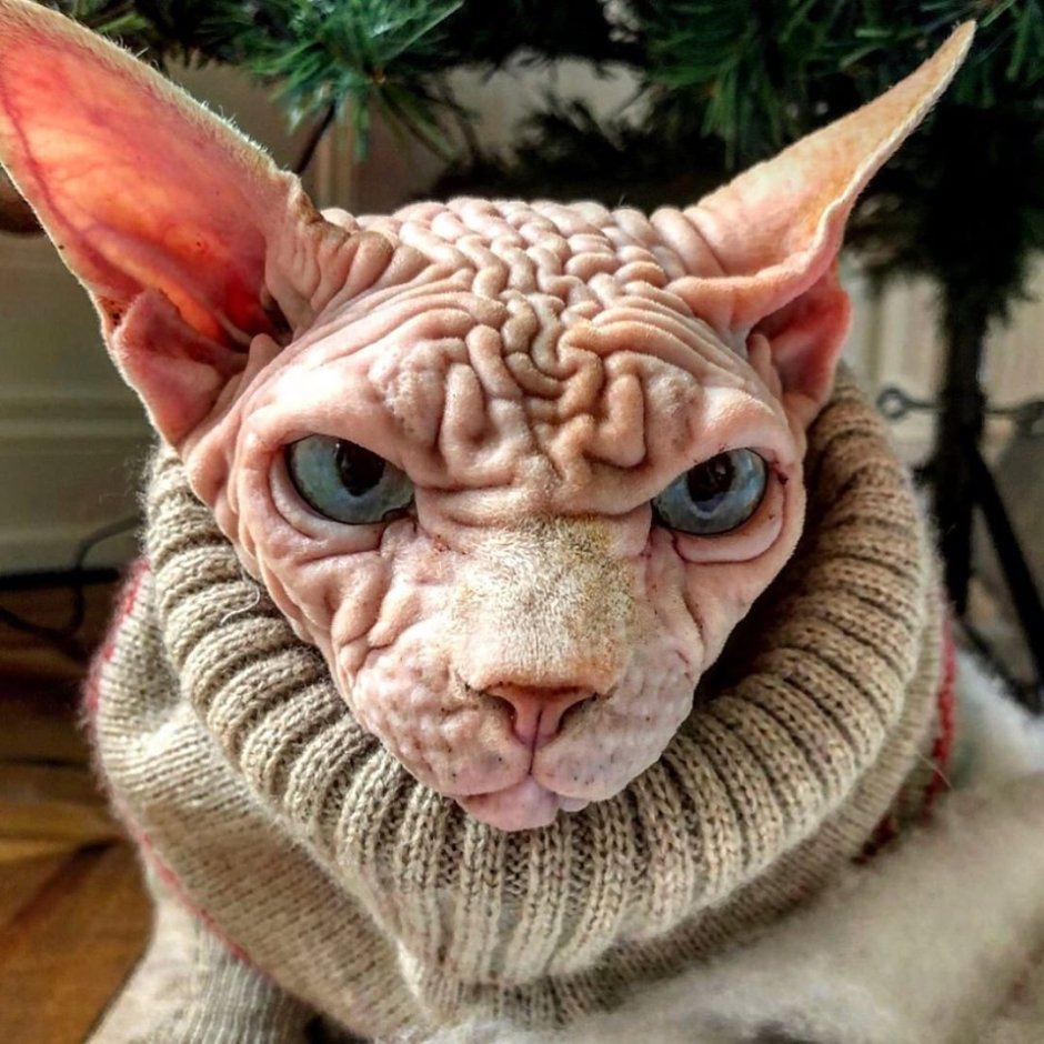 Страшные породы котов