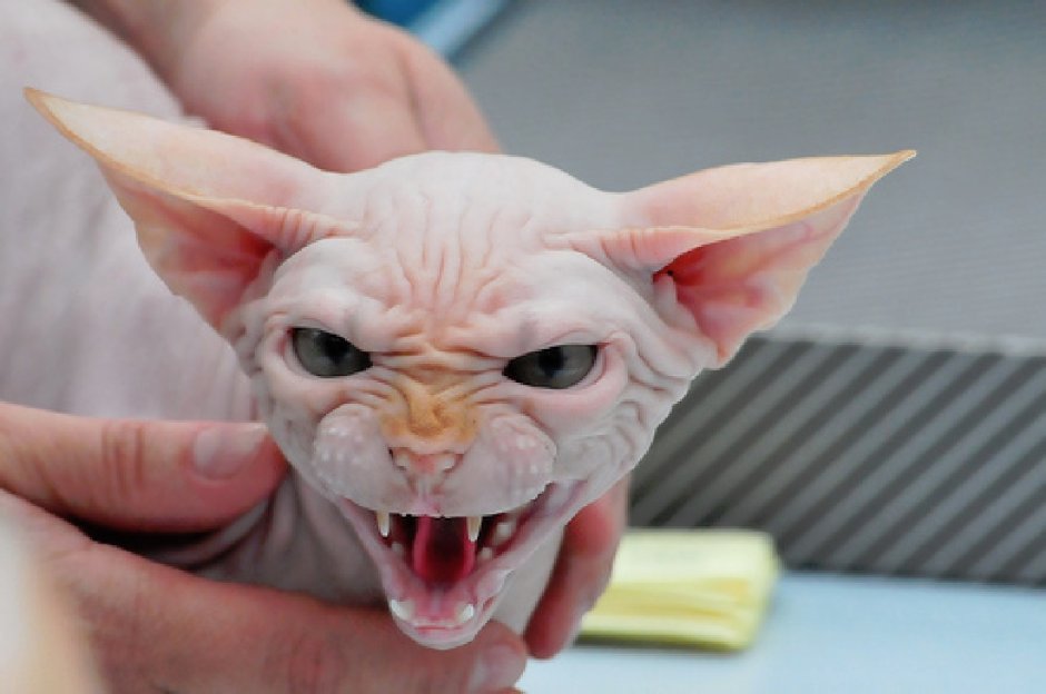 Сфинкс кошка