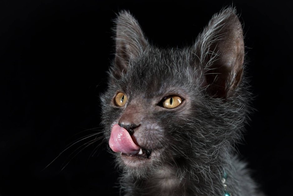 Lykoi Cat кошка-волк