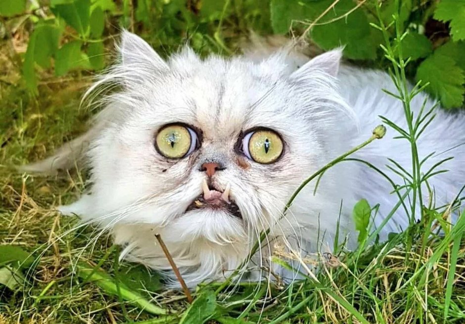 Сфинкс дворняжка
