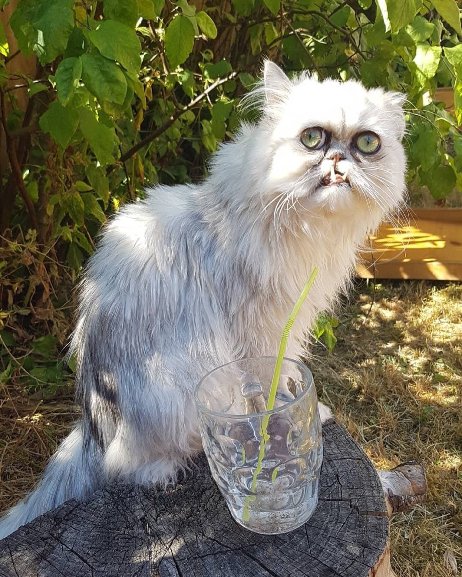 Кот Ликои
