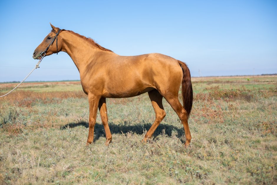 Донской жеребец туз 335