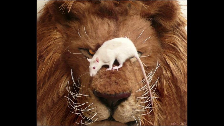 The Lion and the Mouse story