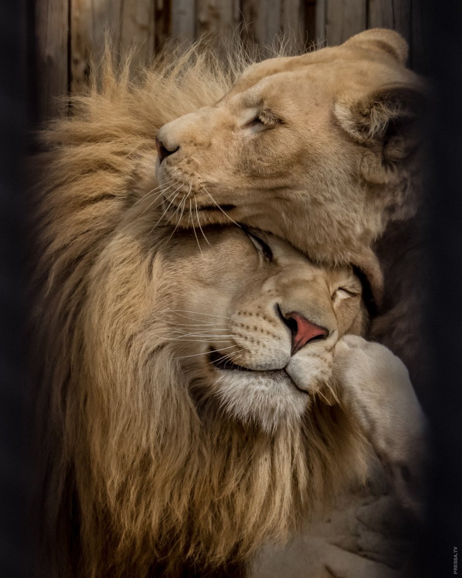 Текст the Lion and the Mouse на английском