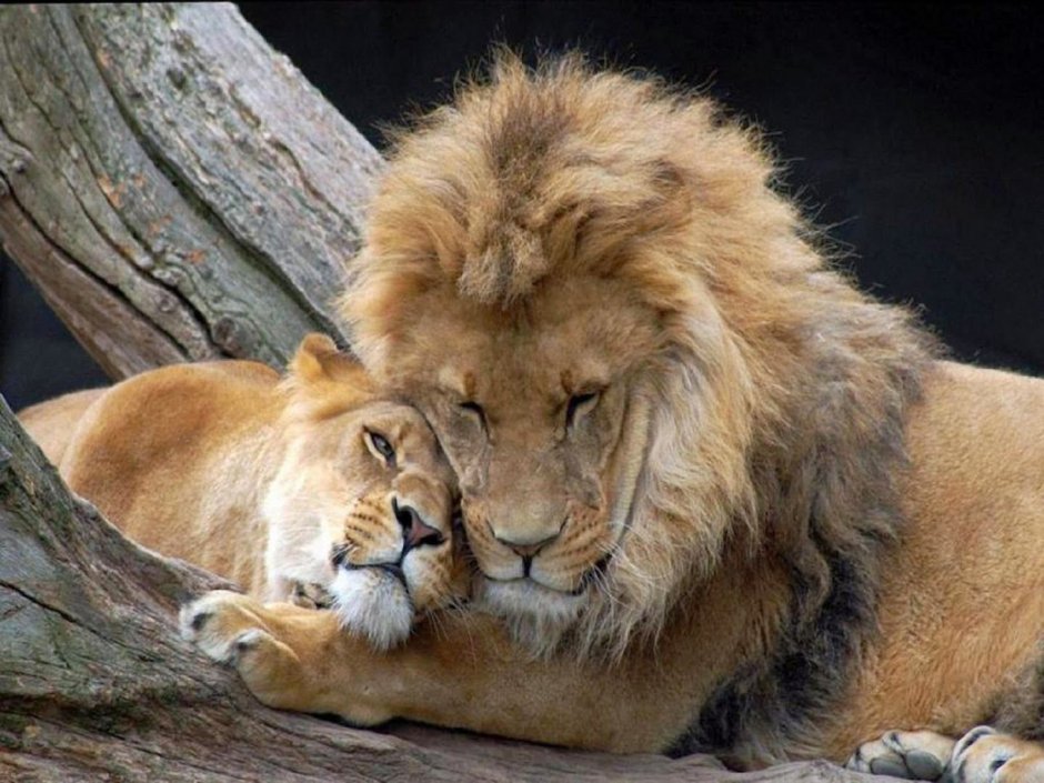 Картинка Lion and Mouse