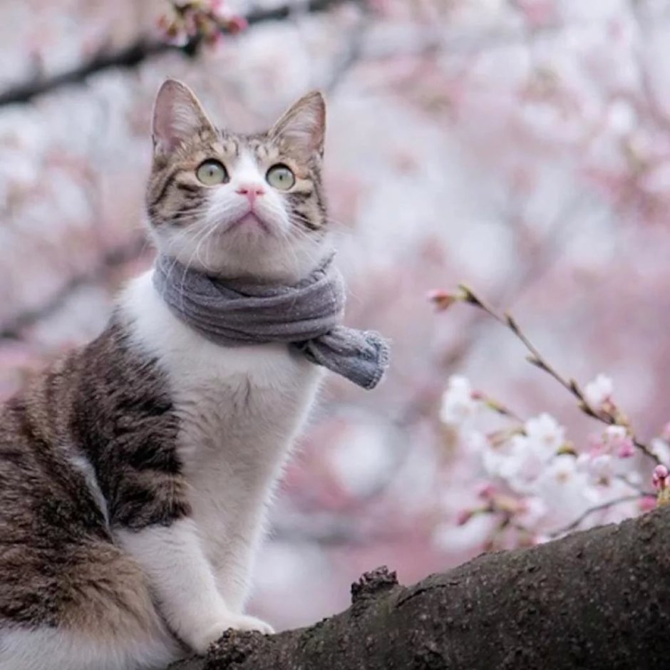 Весенний кот